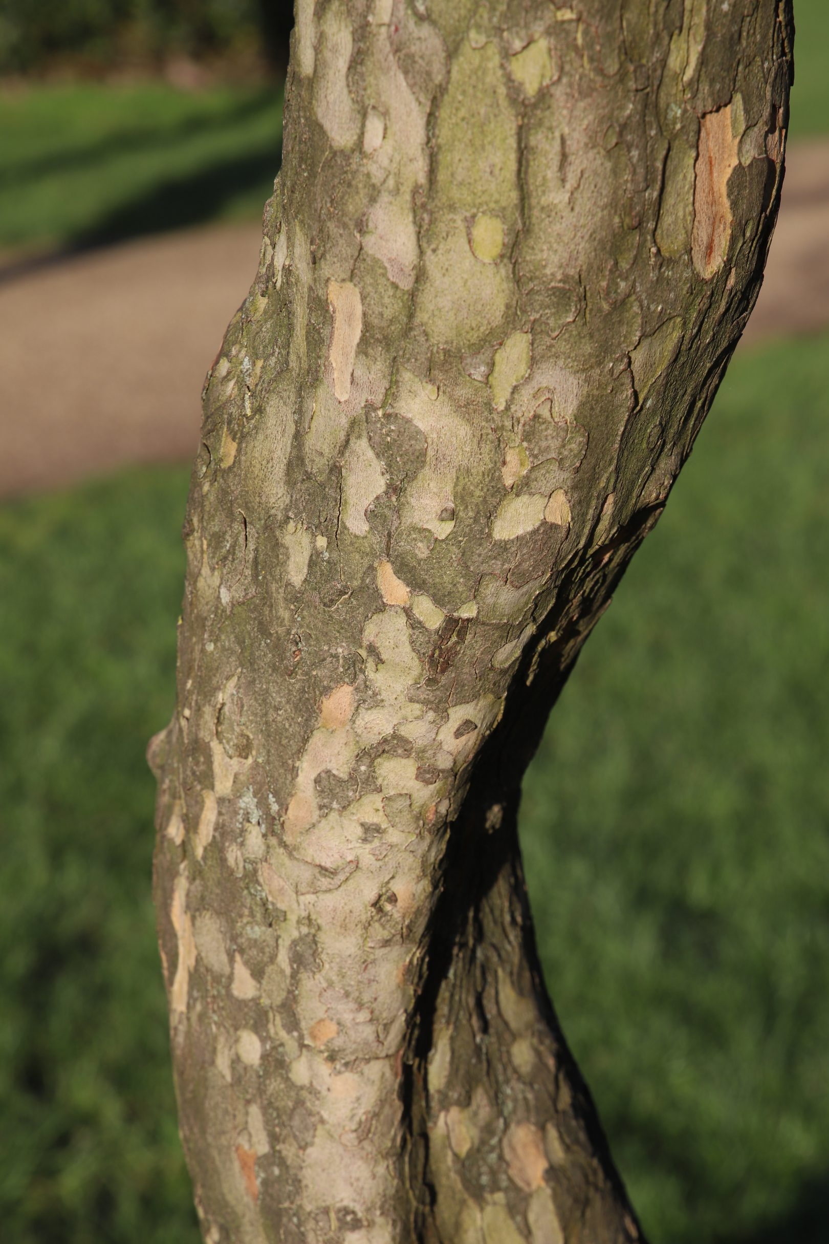 Tree Of The Month March Alexandra Palace
