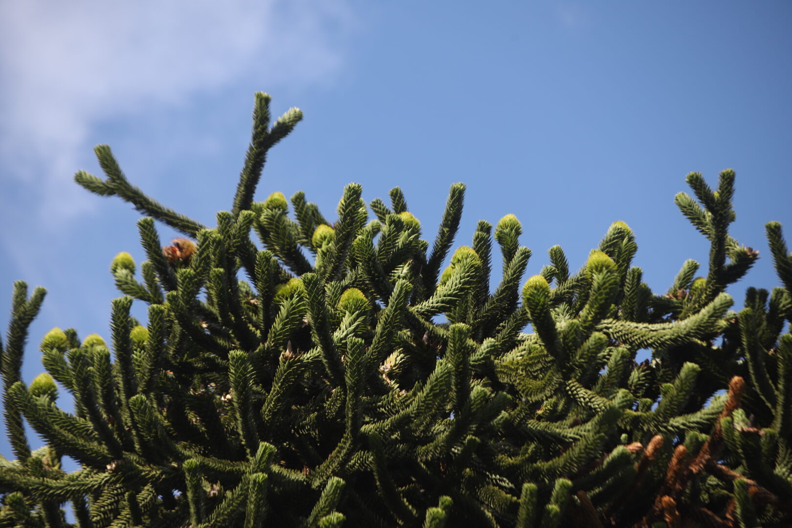 August Weather Tree Tree of the month: August