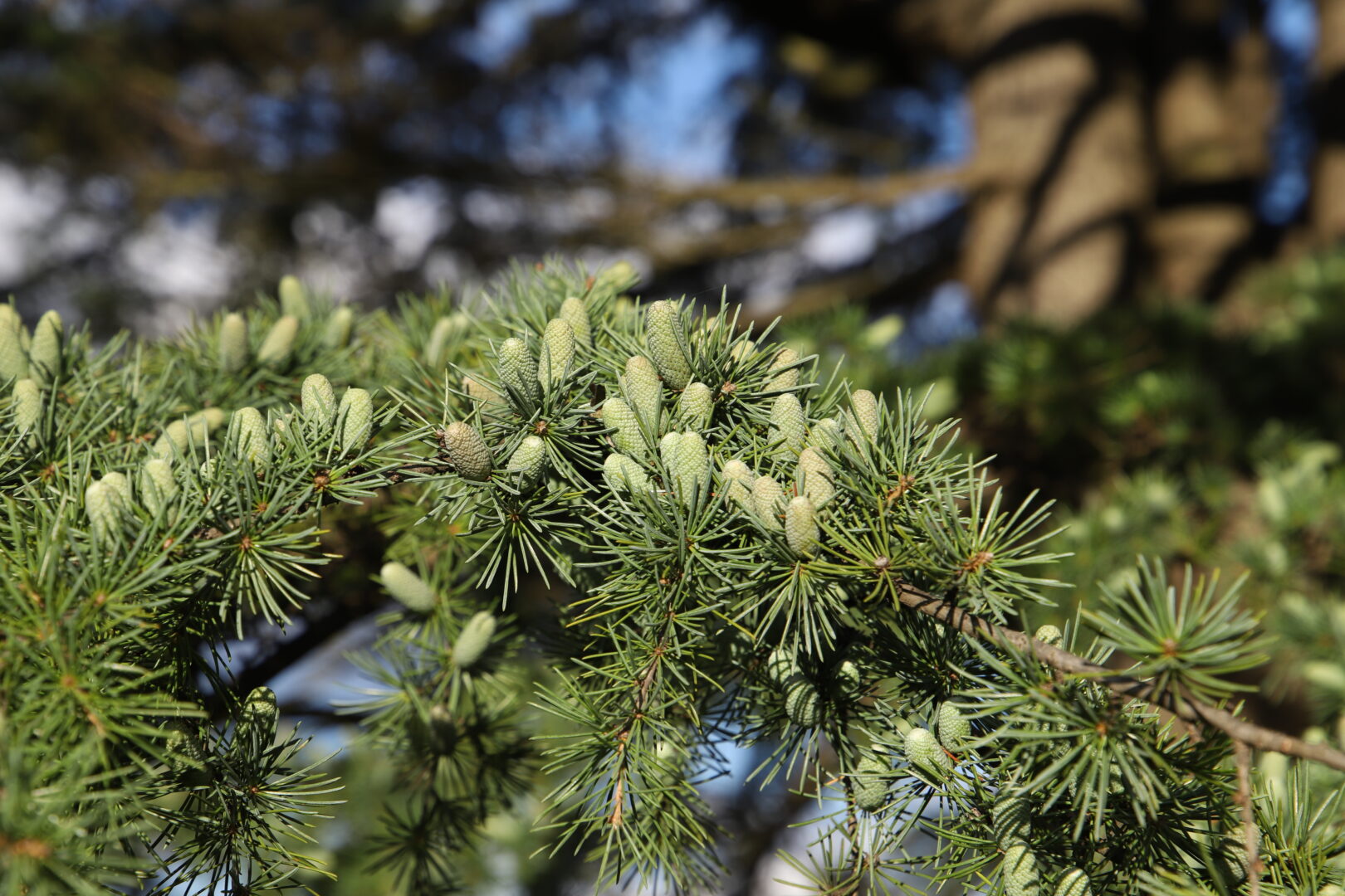 Tree of the month: October