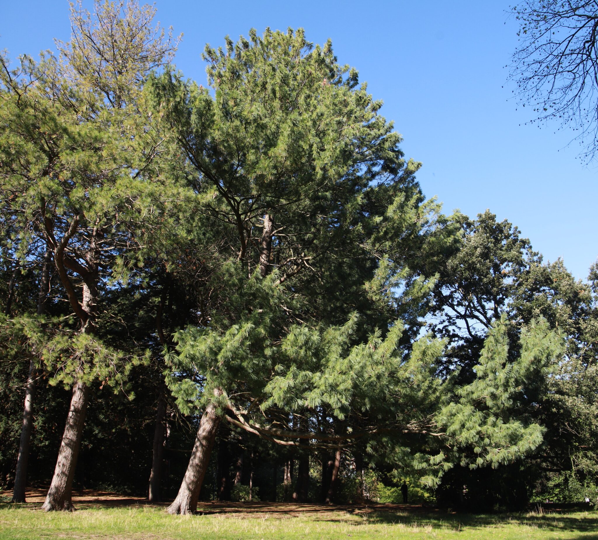 Tree of the month: September