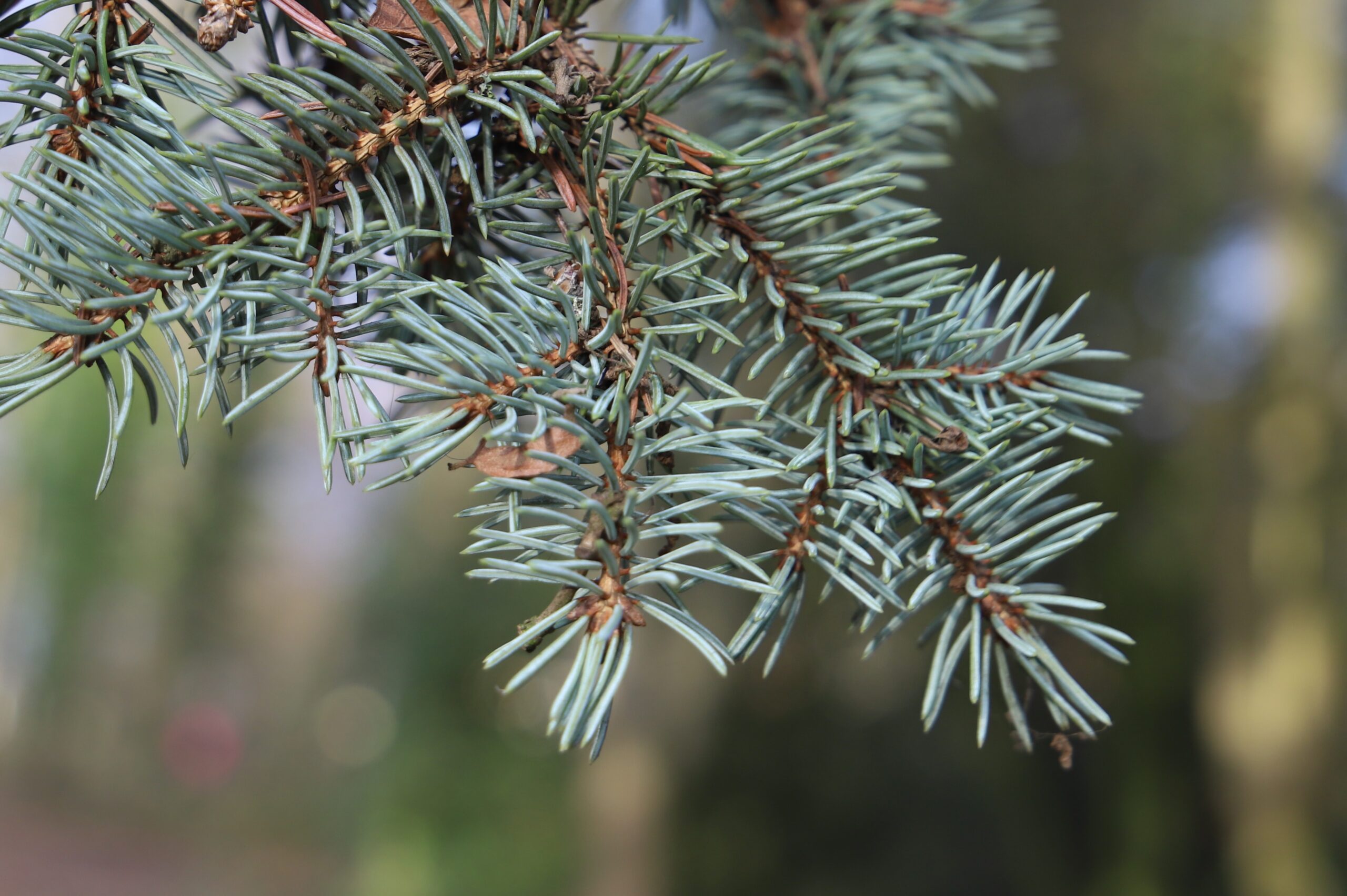 Tree of the Month: January 2026